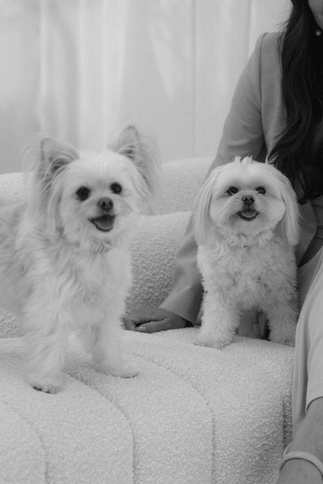 Stella & ollie